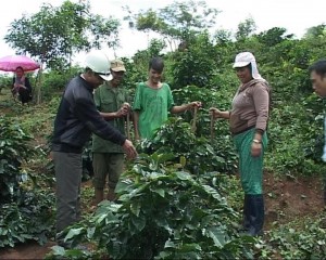 Phát triển cây cà phê ở Tu Mơ Rông