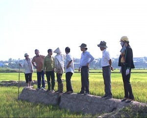 Kon Tum đã có khoảng 460 ha lúa nước bị khô hạn