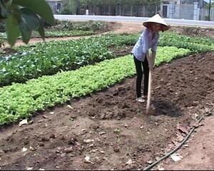 Chị Lương Thị Thất trồng rau, nuôi con ăn học