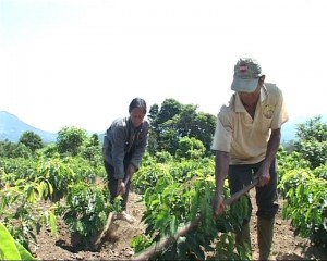 Hộ nghèo được hỗ trợ trồng cà pjee ca timo