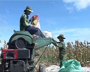 Nhiều hộ dân đã chuyển đổi diện tích lúa nước sang trồng ngô