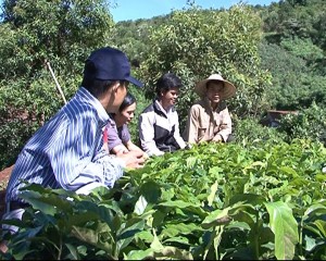 Người dân được hỗ trợ giống, phân bón để trồng cà phê xứ lạnh