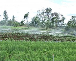 Khu Nông nghiệp ứng dụng công nghệ cao huyện Kon Plông