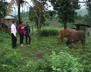 Mô hình chăn nuôi bò sinh sản của đoàn viên thanh niên xã Văn Lem
