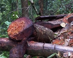 Hiện trường 1 vụ khai thác gỗ trái phép