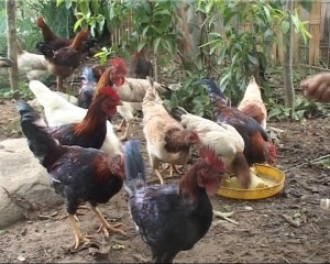 Mô hình chăn nuôi gà được Dự án