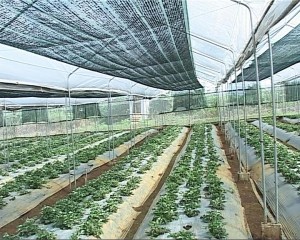 Khu Nông nghiệp ứng dụng công nghệ cao huyện Kon Plông