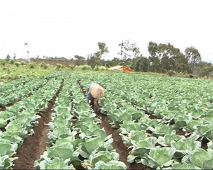 Sản xuất rau xứ lạnh tại huyện Kon Plông