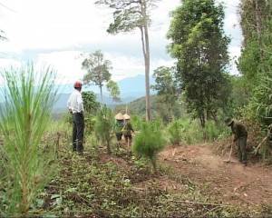 Người dân tham gia trồng rừng
