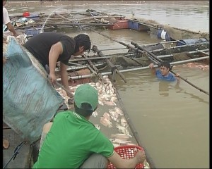 Cá chết hàng loạt trên lòng hồ thủy điện Plei Krông