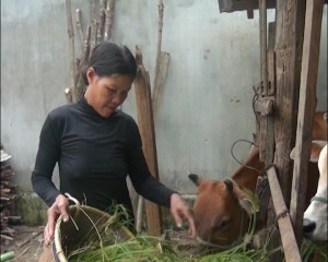 Vay vốn chăn nuôi bò giúp người dân giảm nghèo