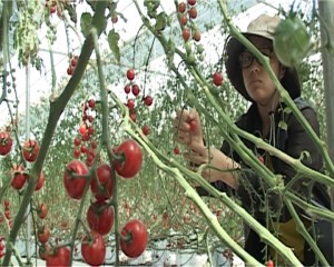 Cà chua bi Nhật Bản sản xuất thành công ở Măng Đen