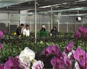 Sản xuất hoa lan tại Khu Nông nghiệp công nghệ cao huyện Kon Plông