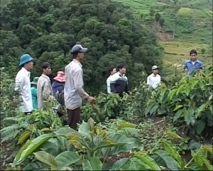 Các giống cà phê chè mang lại hiệu qủa kinh tế cao ở Kon Tum