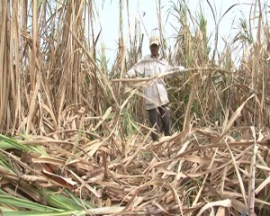 Mía thu hoạch muộn gây thiệt hại nặng cho nông dân
