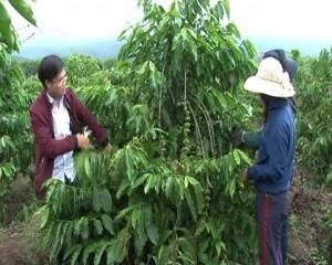 Người nghèo được hỗ trợ trồng cà phê
