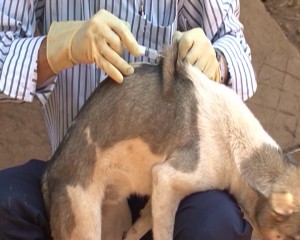 Tiêm vắc xin phòng bệnh dại cho đàn chó
