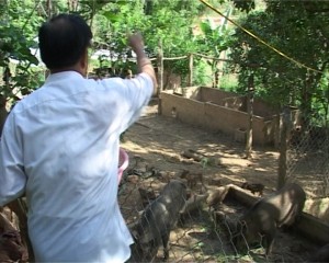 Ông Thao Sy chăm đàn vật nuôi