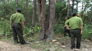 Tuần tra bảo vệ rừng