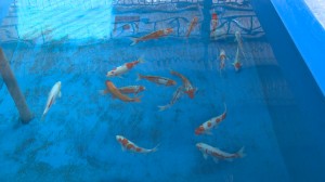 Cá koi Nhật Bản đã được ương nuôi thành công tại Bình Định